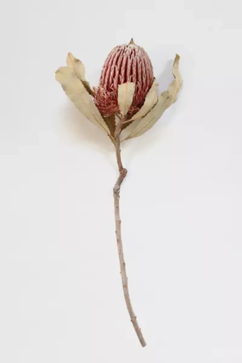 Roxanne’s Dried Flowers Banksia Menziesii