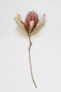 Roxanne’s Dried Flowers Banksia Menziesii