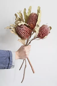 Roxanne’s Dried Flowers Banksia Menziesii