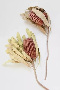 Roxanne’s Dried Flowers Banksia Menziesii