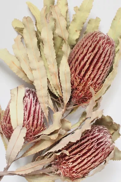 Roxanne’s Dried Flowers Banksia Menziesii