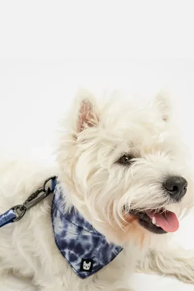 Silver Paw Poplin Bandana Dog Collar