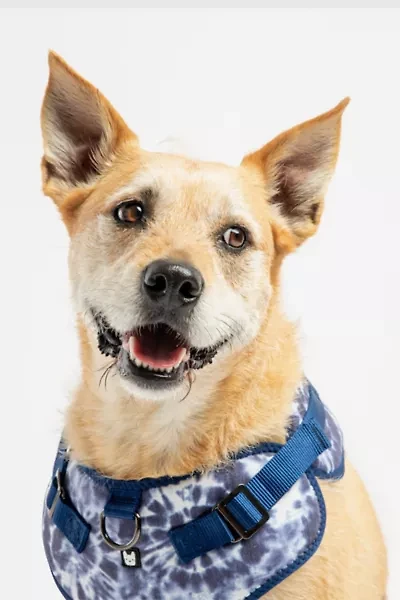 Silver Paw Poplin Dog Harness