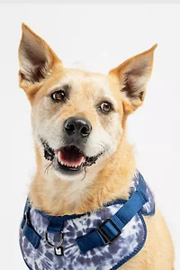 Silver Paw Poplin Dog Harness