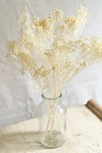 Roxanne’s Dried Flowers Bleached Gypsophila Bloom