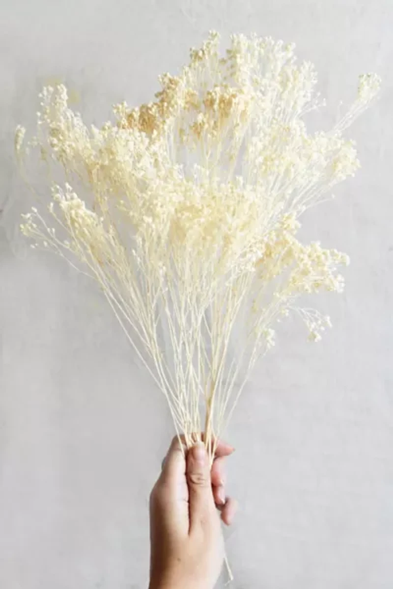 Roxanne’s Dried Flowers Bleached Gypsophila Bloom