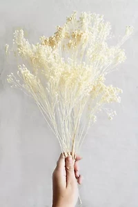 Roxanne’s Dried Flowers Bleached Gypsophila Bloom