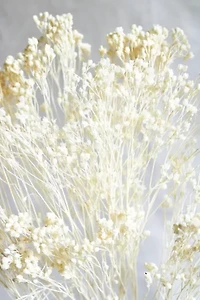 Roxanne’s Dried Flowers Bleached Gypsophila Bloom