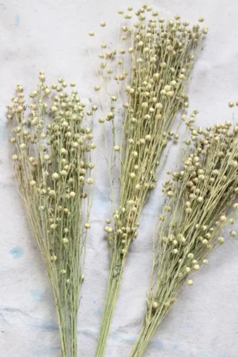 Roxanne’s Dried Flowers Dried Flax