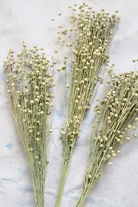 Roxanne’s Dried Flowers Dried Flax