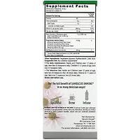 Sambucus Black Elderberry