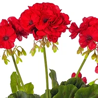 15.25" Red Artificial Polyester Geranium Bush