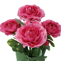 14" Potted Ranunculus by Ashland