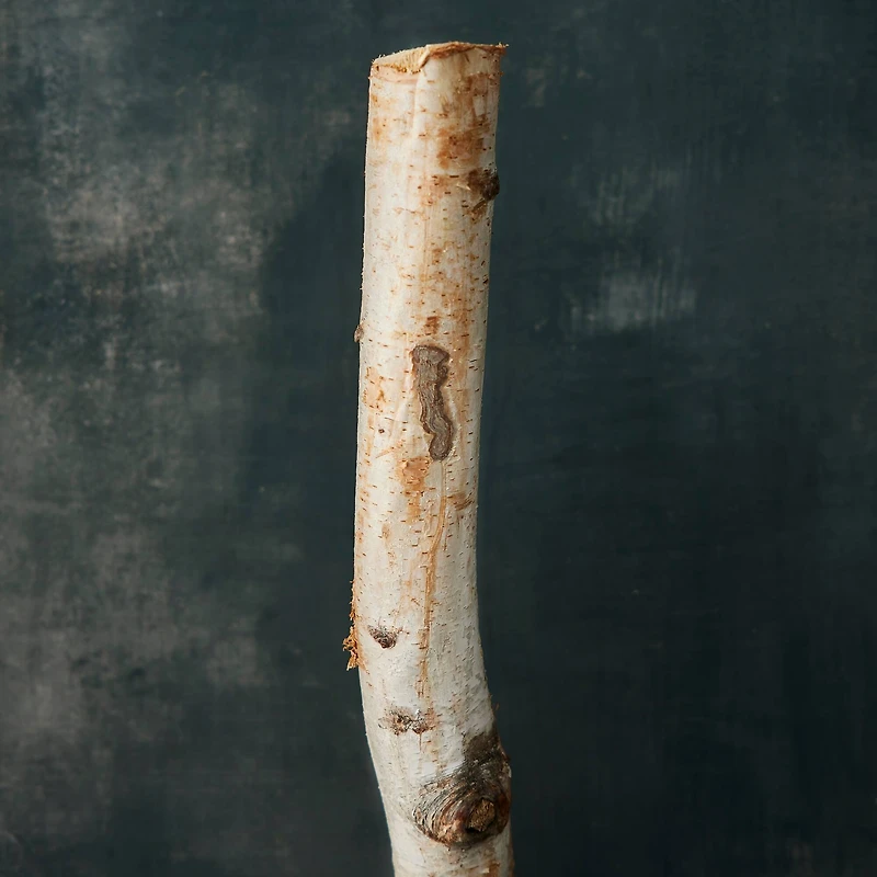 Ashland® Natural River Birch
