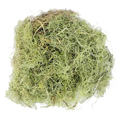 Basil Green Spanish Moss by Ashland®