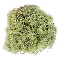 Basil Green Spanish Moss by Ashland®