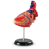 Learning Resources® Heart Anatomy Model