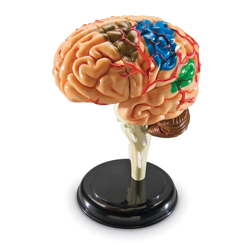 Learning Resources® Brain Anatomy Model
