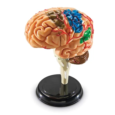 Learning Resources® Brain Anatomy Model