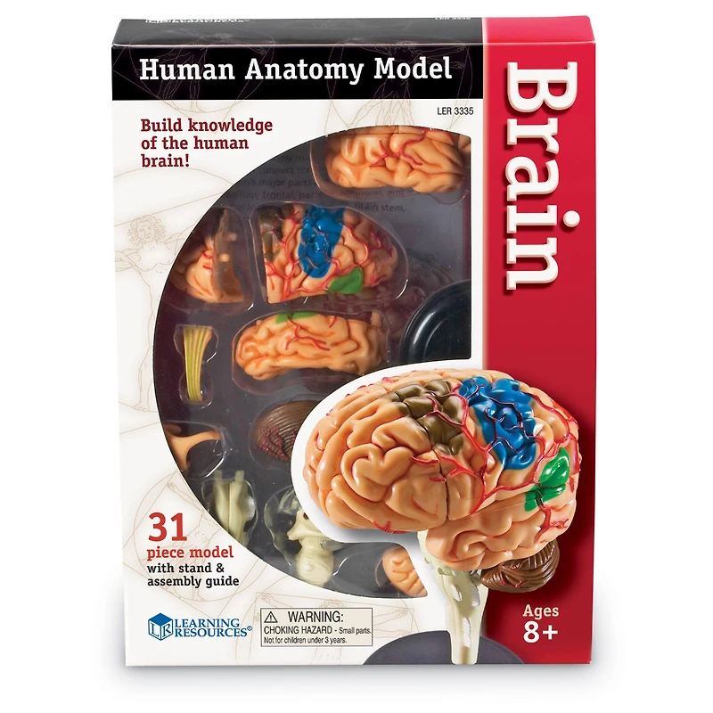 Learning Resources® Brain Anatomy Model
