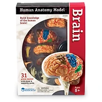 Learning Resources® Brain Anatomy Model