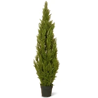 60" Arborvitae w/ Green Pot