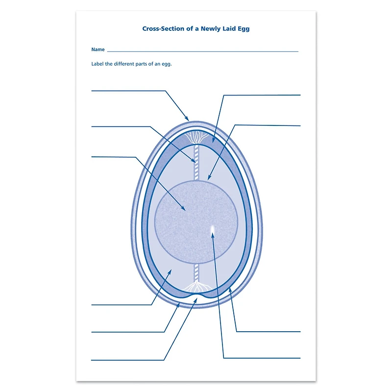 Learning Resources® Chick Life Cycle Exploration Set