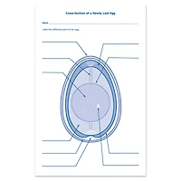 Learning Resources® Chick Life Cycle Exploration Set