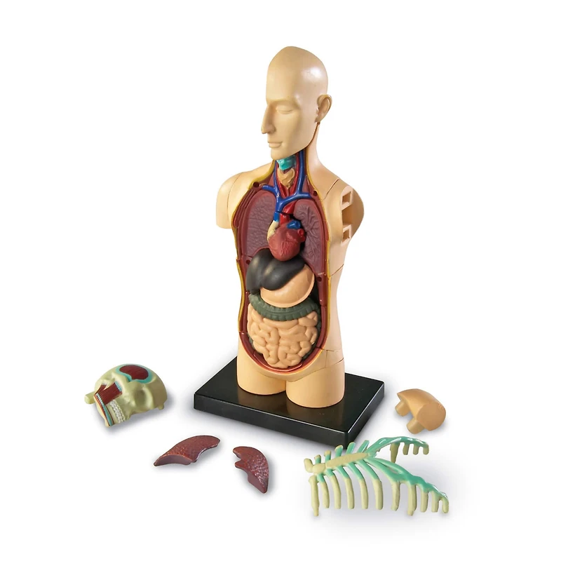Learning Resources® Human Body Anatomy Model