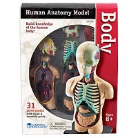 Learning Resources® Human Body Anatomy Model