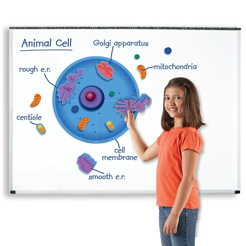 Learning Resources® Giant Magnetic Animal Cell