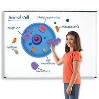 Learning Resources® Giant Magnetic Animal Cell
