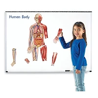 Learning Resources® Double-sided Magnetic Human Body 