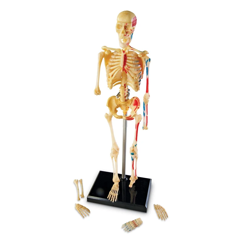 Learning Resources® Skeleton Anatomy Model