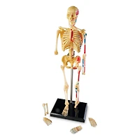 Learning Resources® Skeleton Anatomy Model