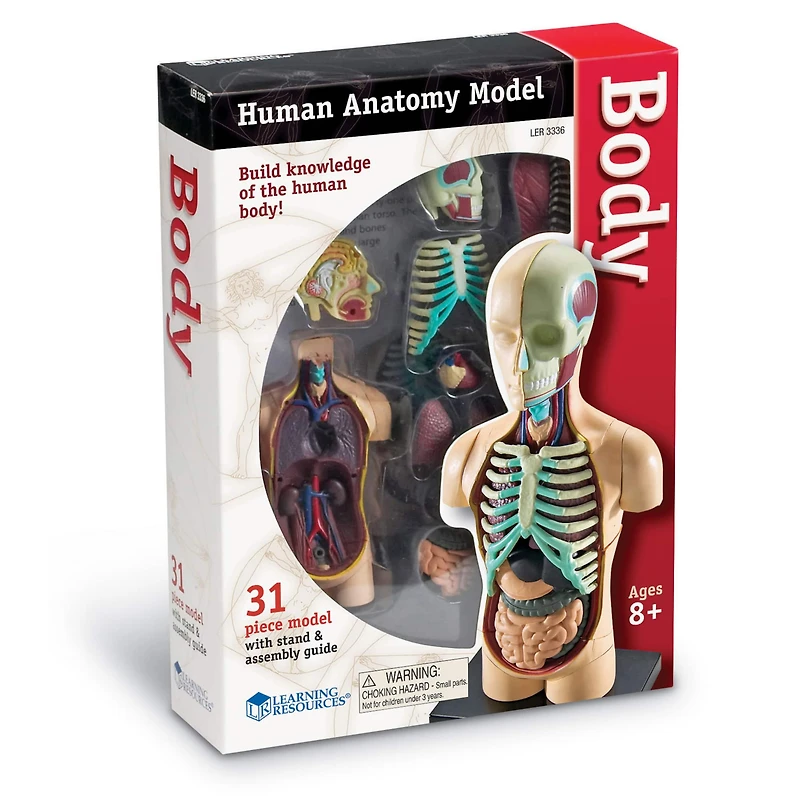 Learning Resources® Human Body Anatomy Model