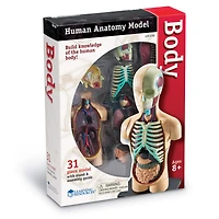Learning Resources® Human Body Anatomy Model