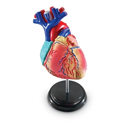 Learning Resources® Heart Anatomy Model