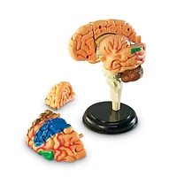 Learning Resources® Brain Anatomy Model