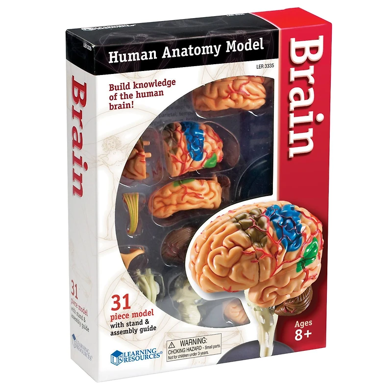 Learning Resources® Brain Anatomy Model