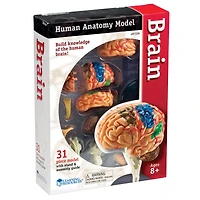 Learning Resources® Brain Anatomy Model