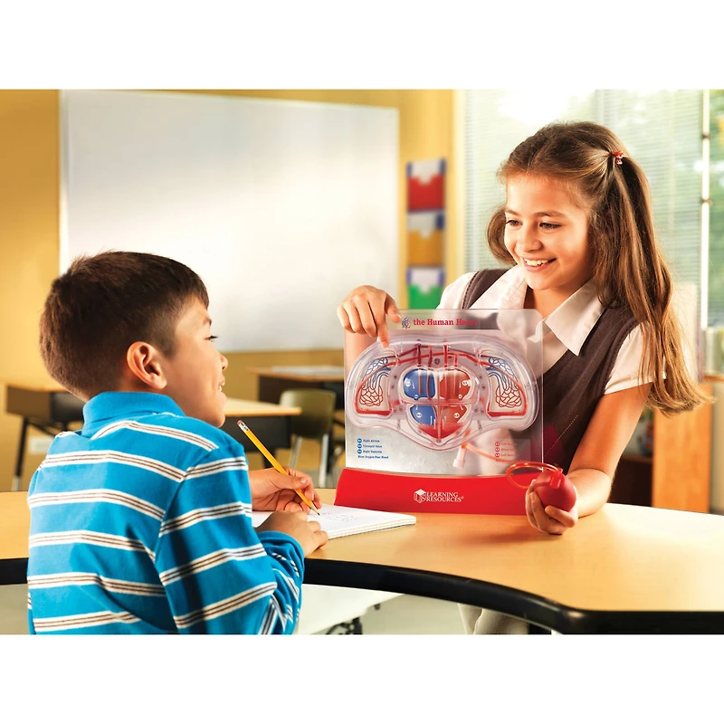 Learning Resources® Pumping Heart Model