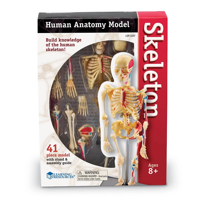 Learning Resources® Skeleton Anatomy Model
