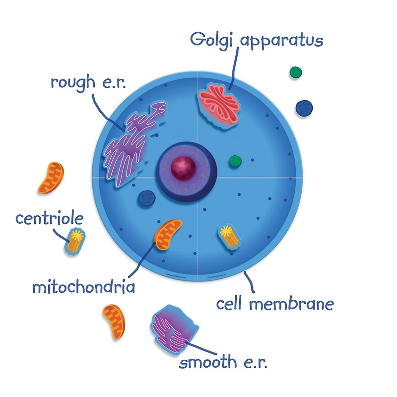 Learning Resources® Giant Magnetic Animal Cell