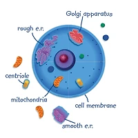 Learning Resources® Giant Magnetic Animal Cell