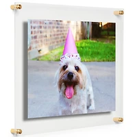 Cool Modern Frames 2 Pack Clear Acrylic Float Frame with Gold Hardware