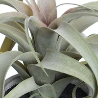 10.25" Potted Curly Air Plant by Ashland®