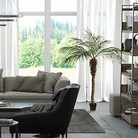 6ft. Potted Pheonix Palm Tree