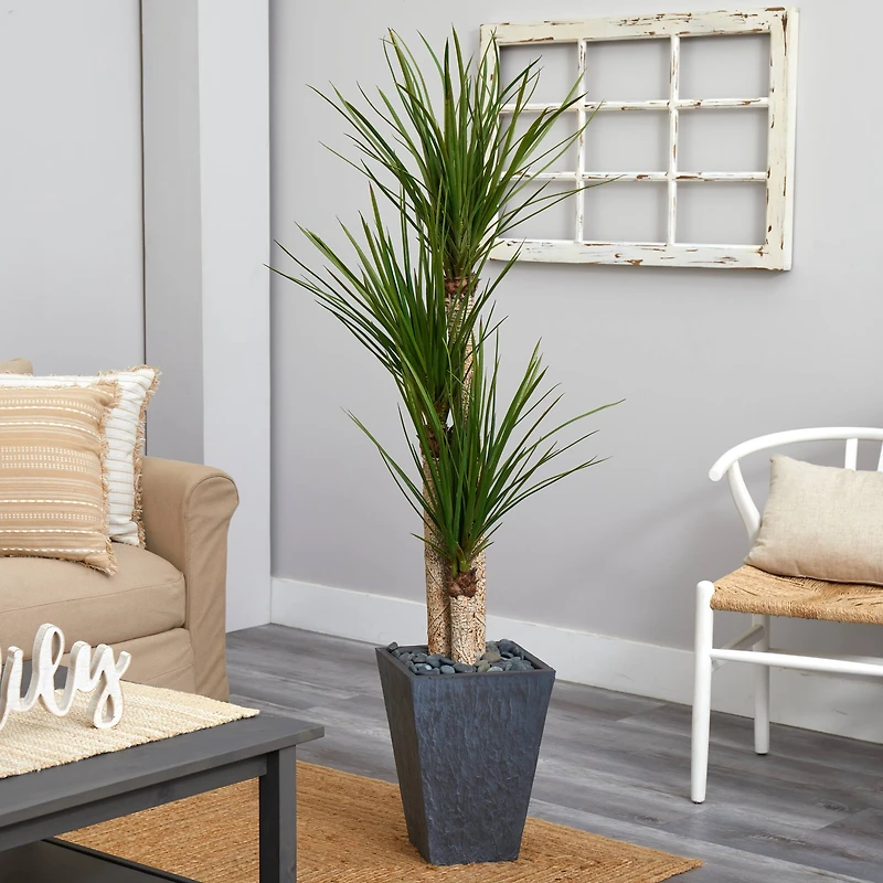 5.5ft. Triple Stalk Yucca Plant in Slate Planter