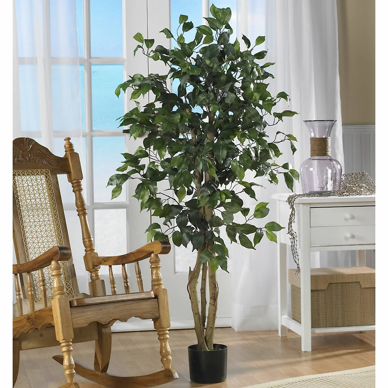 4ft. Potted Ficus Tree